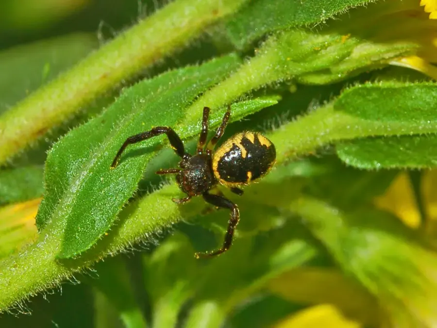 La carte Synema globosum