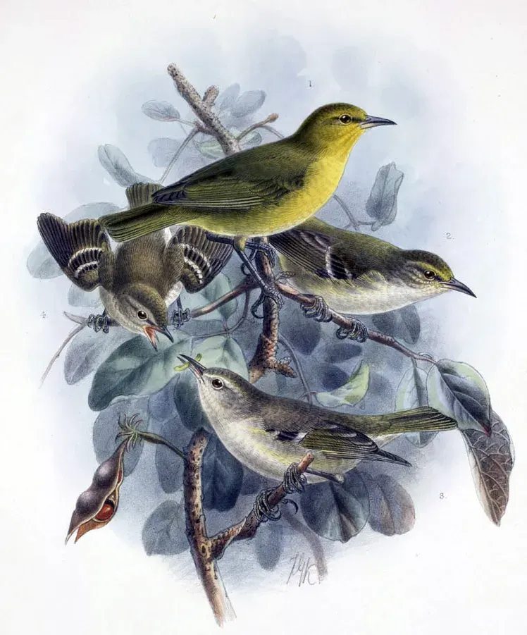 The Oʻahu ʻalauahio card
