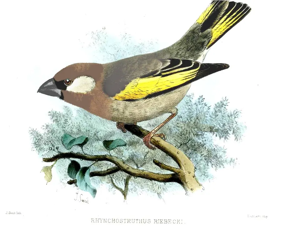 The Arabian golden-winged grosbeak card