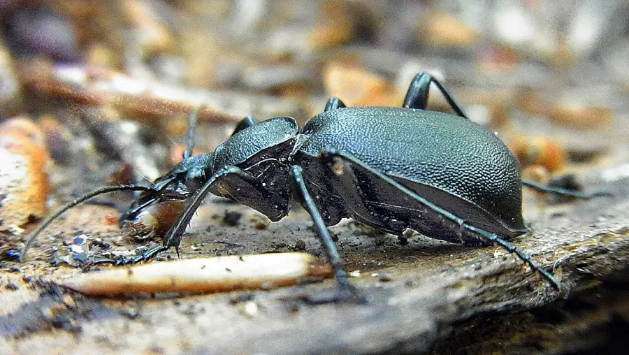 La carte Cychrus caraboides