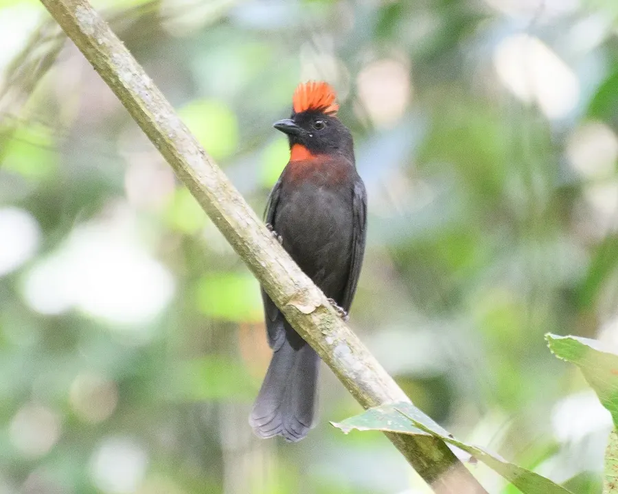 The Sooty ant tanager card