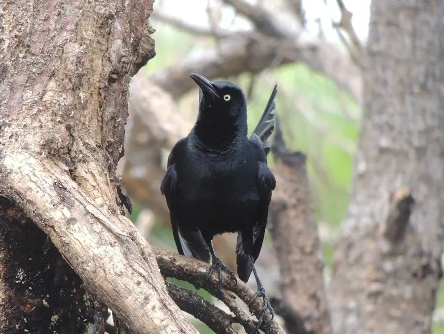 The Nicaraguan grackle card