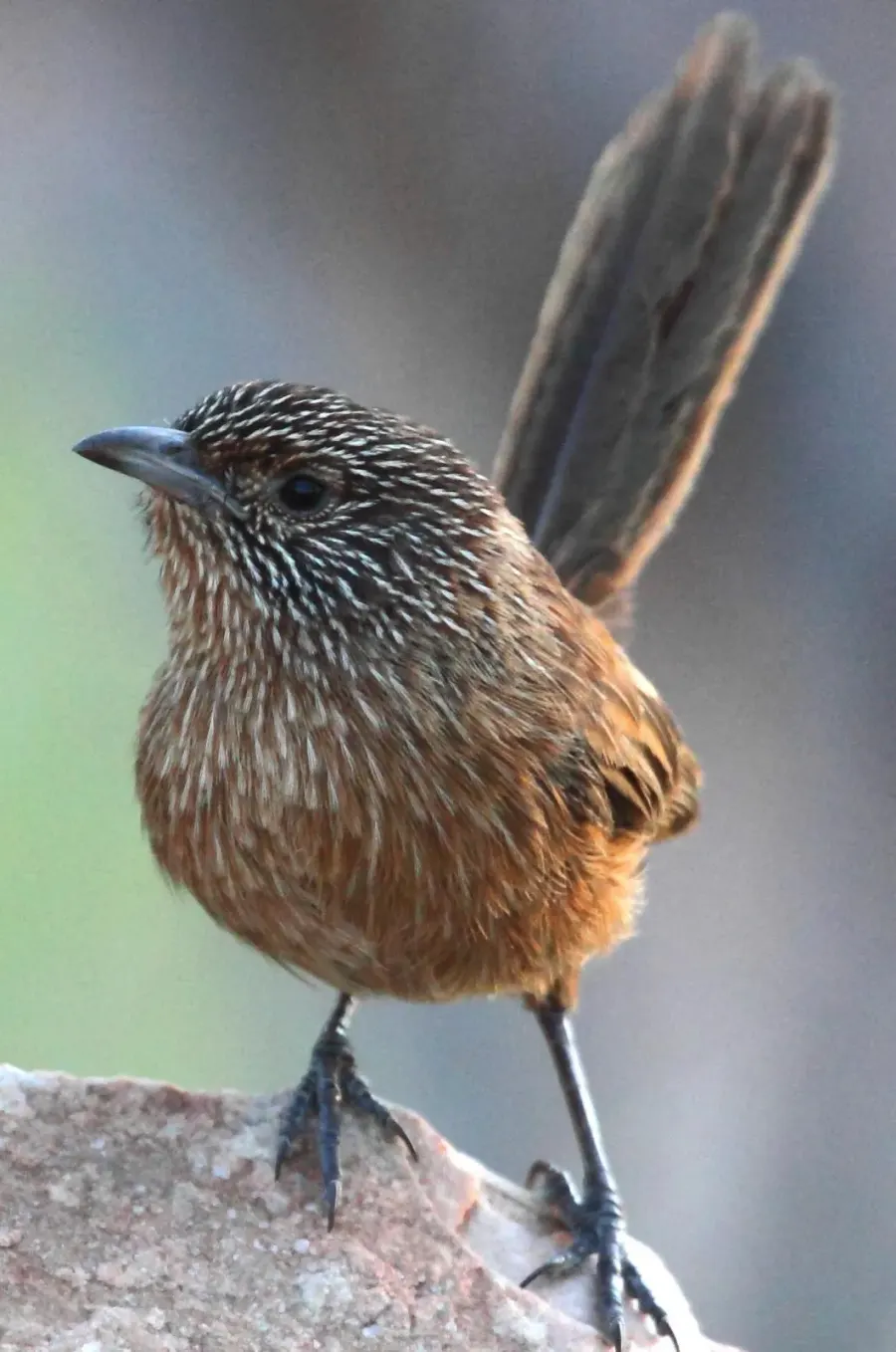 The Dusky grasswren card