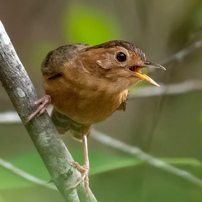 The Brown-capped babbler card