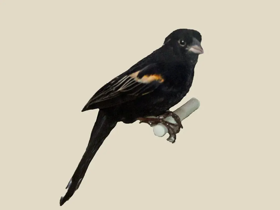 The Marsh widowbird card