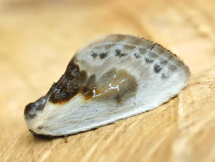 La carte Cilix glaucata