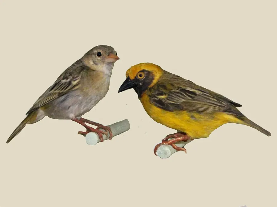 The Heuglin's masked weaver card