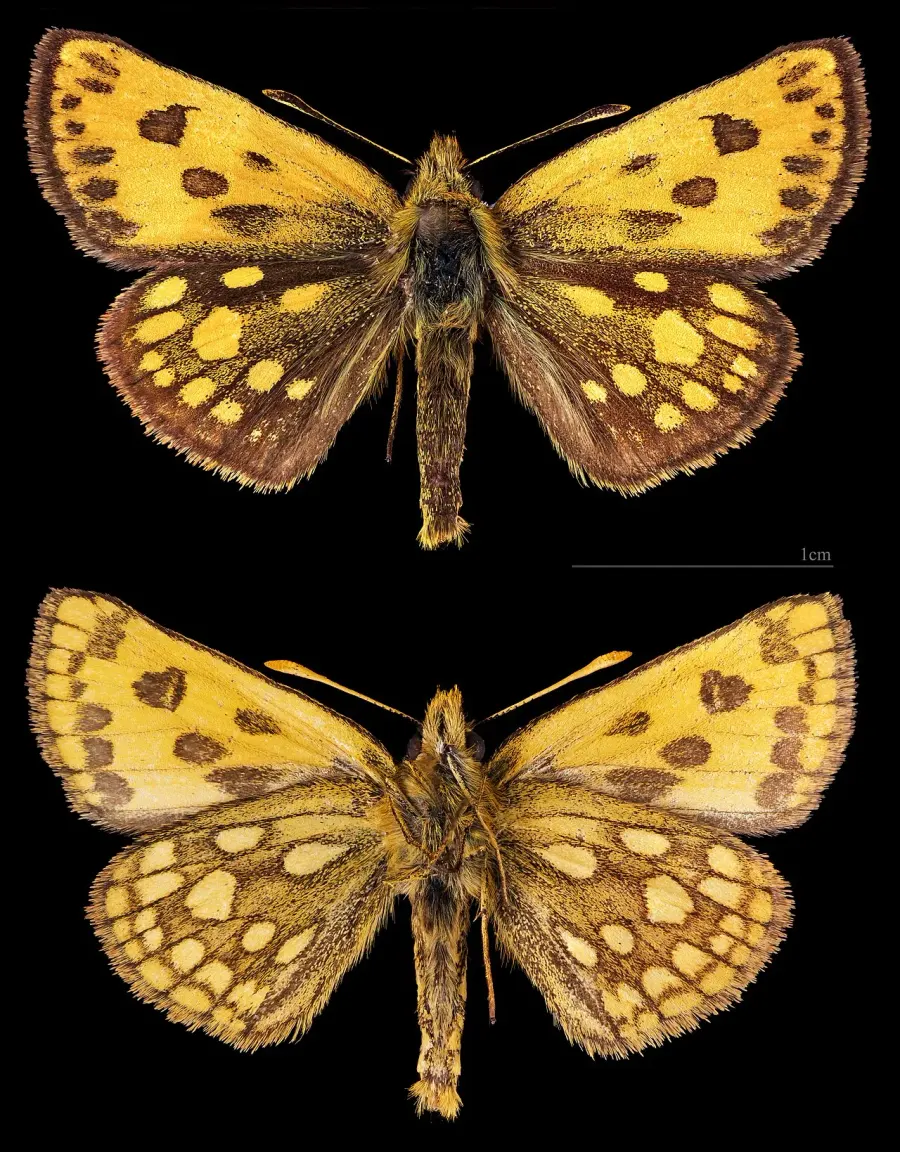 The Carterocephalus silvicola card