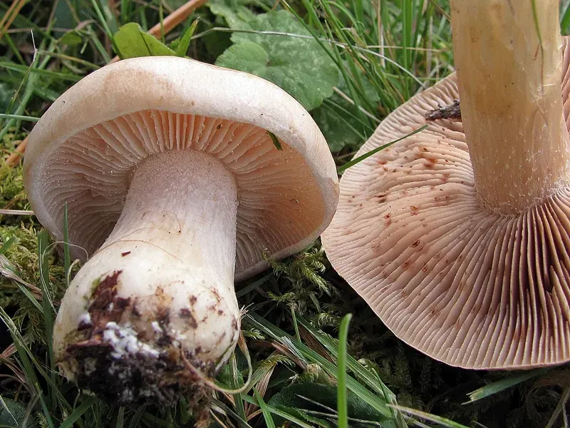La carte Hebeloma
