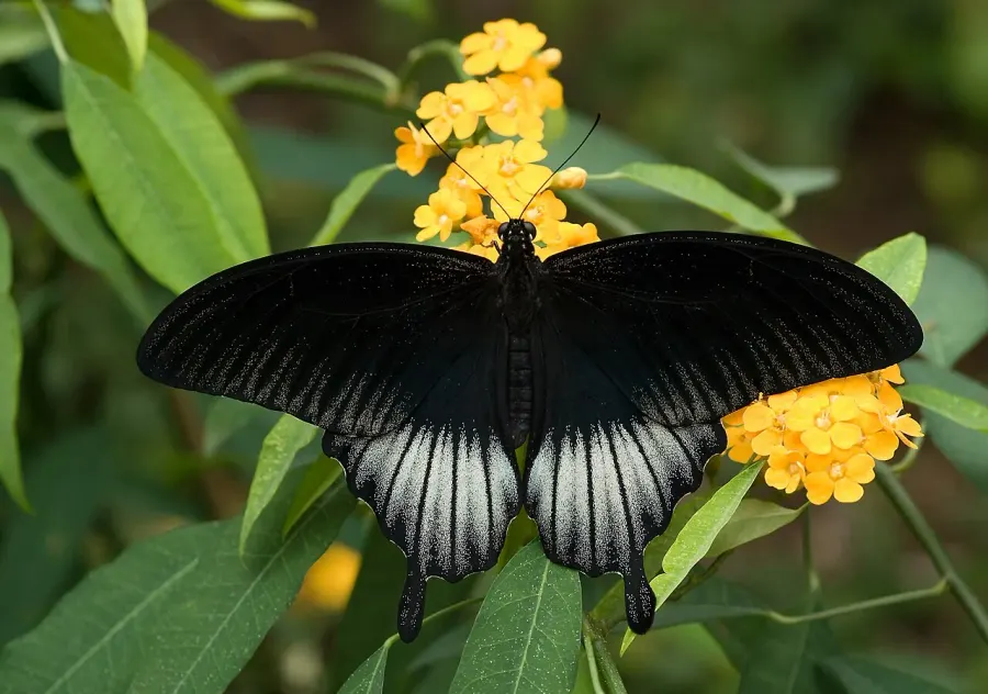 The Papilio memnon card