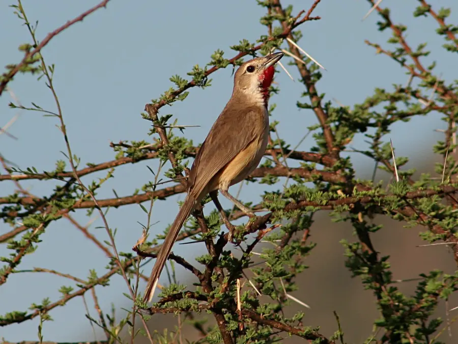 The Rosy-patched bushshrike card