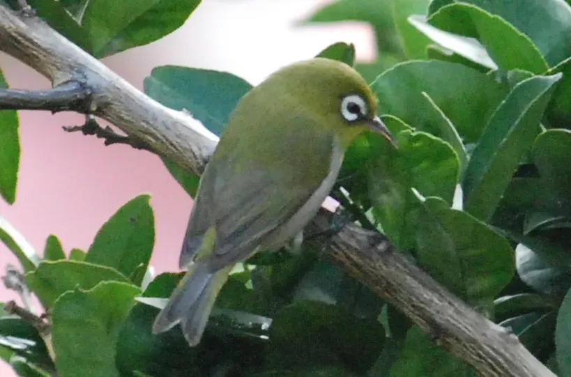 The Green-backed white-eye card