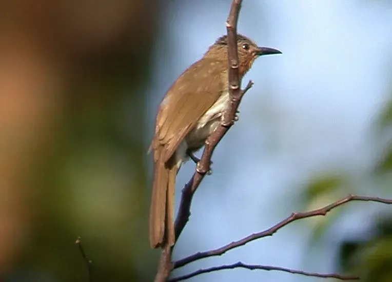 The Philippine bulbul card