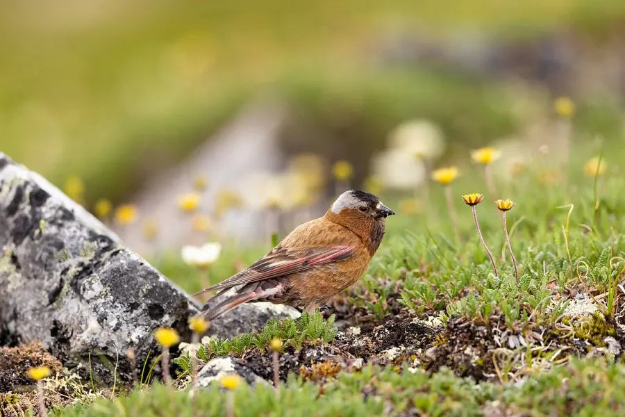 The Gray-crowned rosy finch card