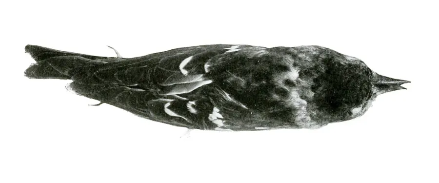 The Hispaniolan crossbill card