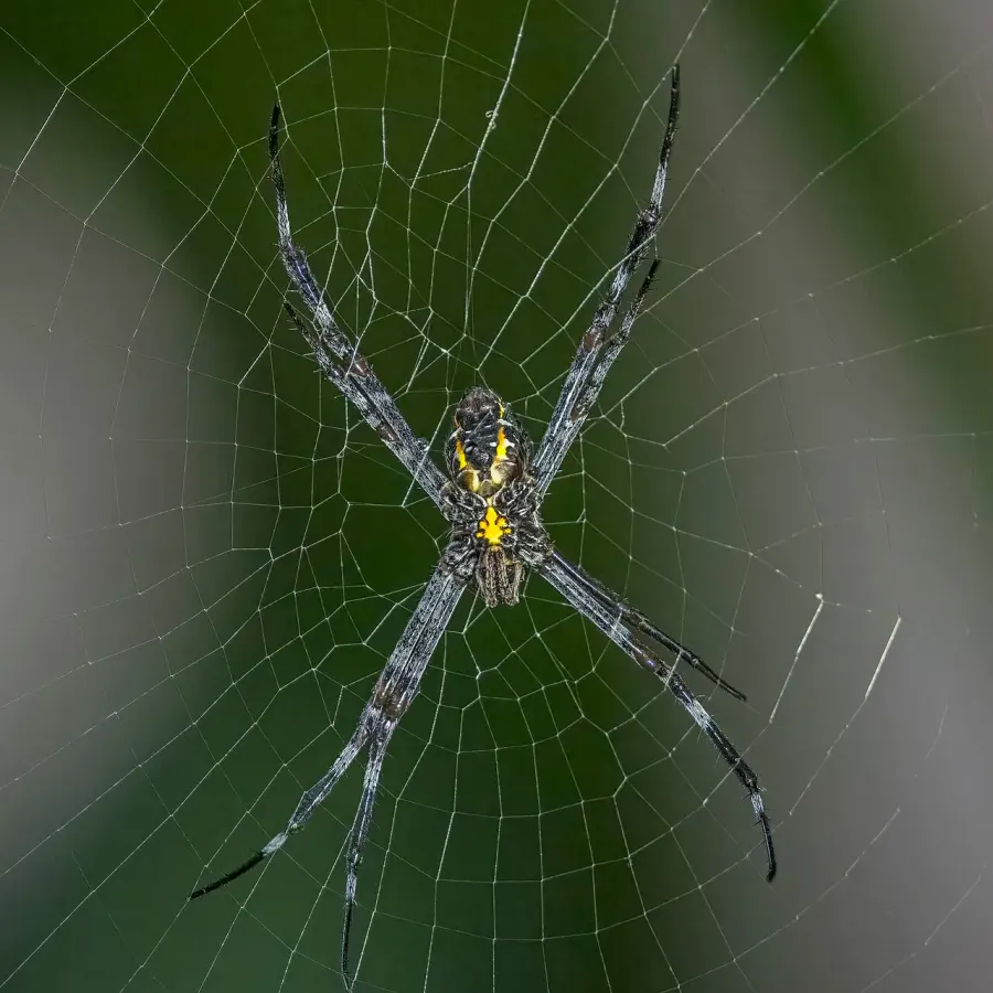 The Argiope appensa card