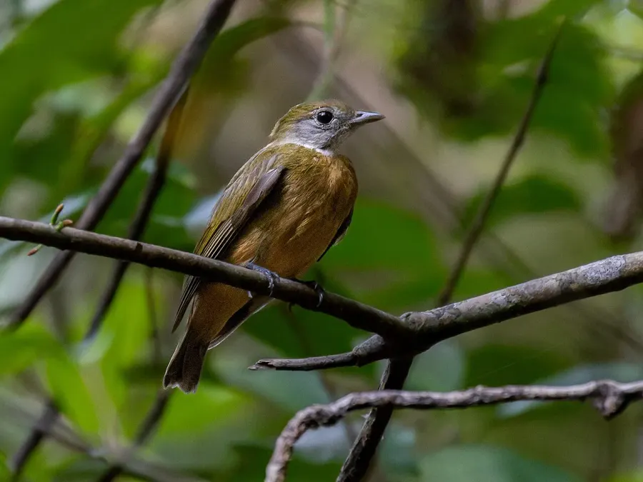 The Orange-crested manakin card