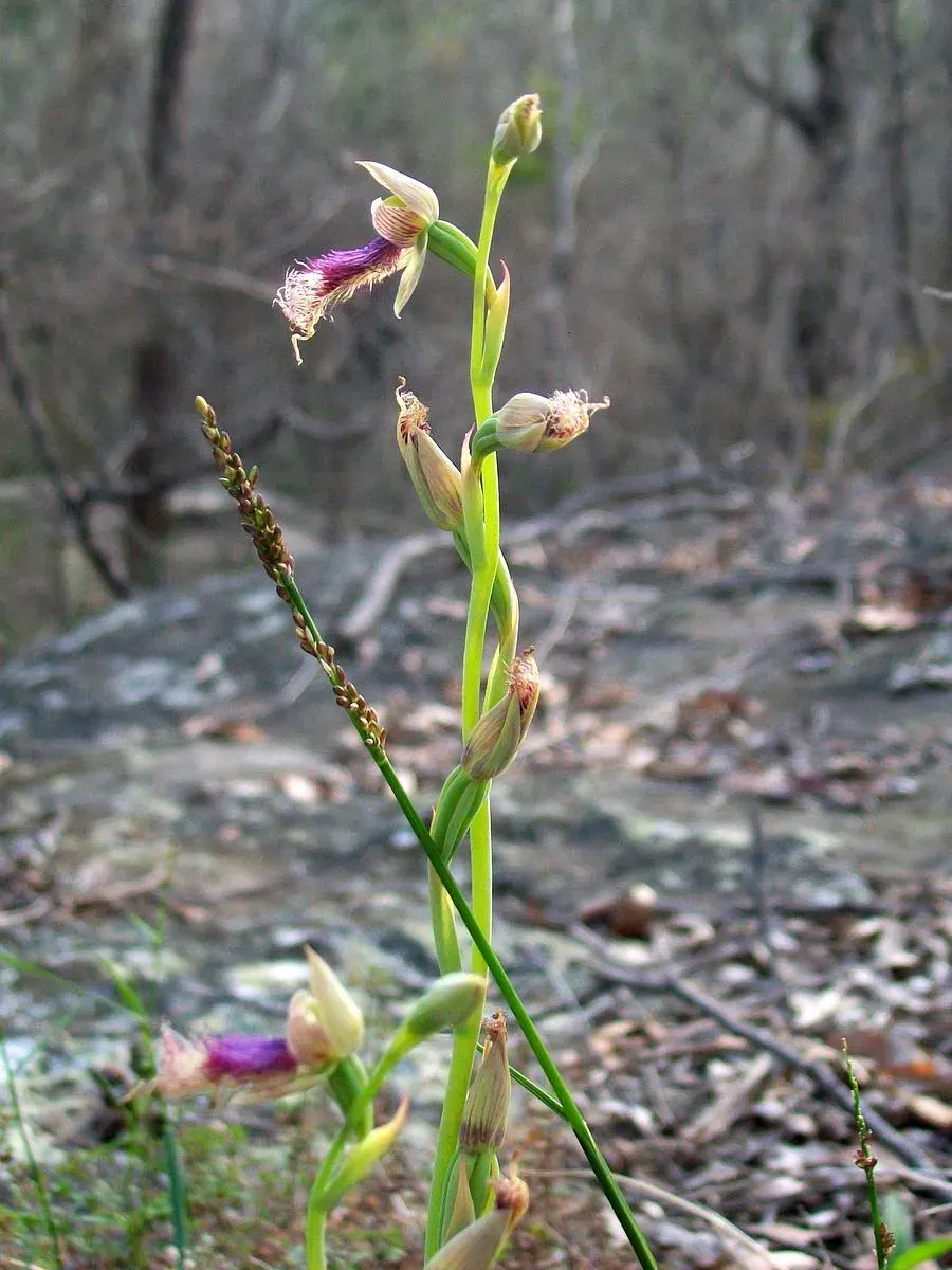 The Calochilus card