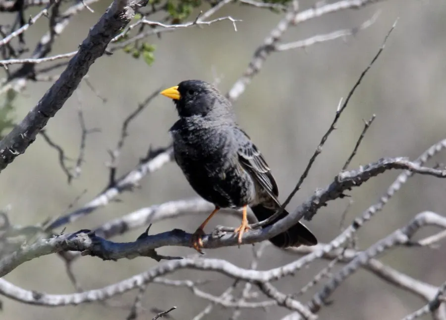 The Carbonated sierra finch card