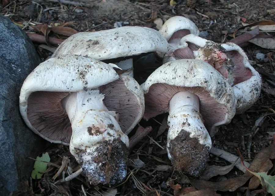 The Agaricus bernardii card