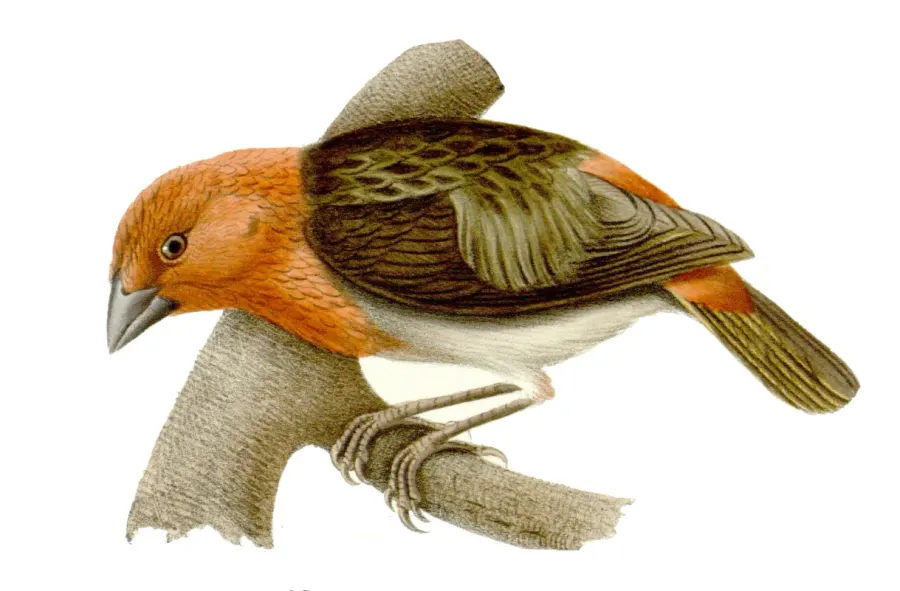 The Comoros fody card