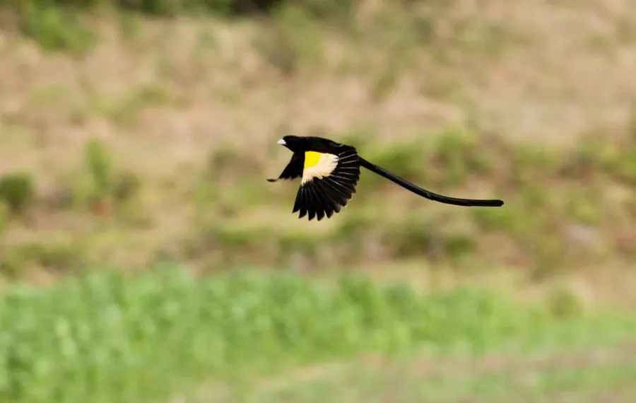 The Montane widowbird card