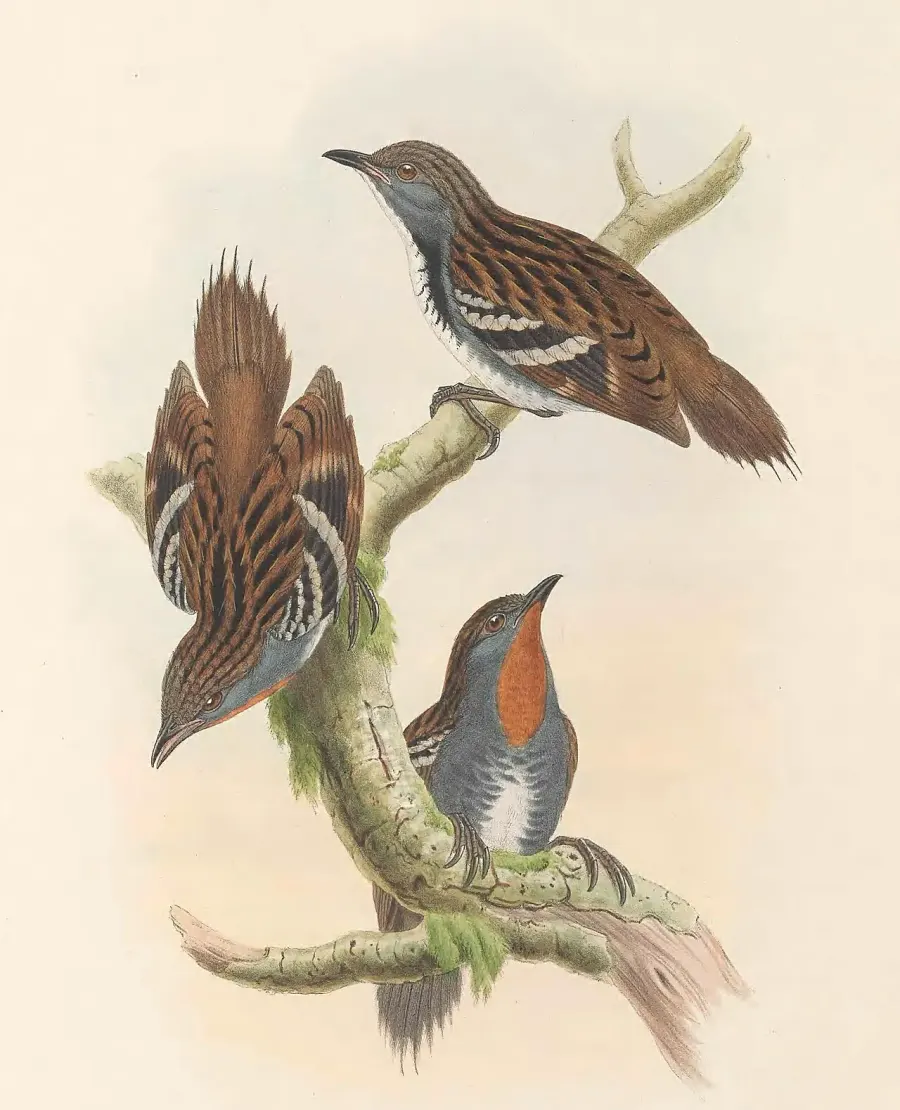The Papuan logrunner card