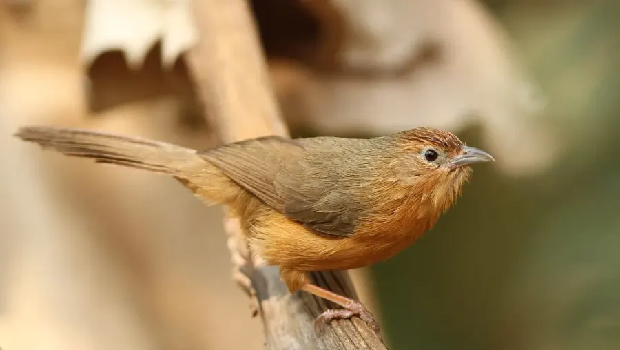 The Tawny-bellied babbler card