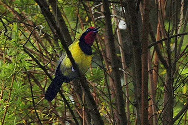 The Doherty's bushshrike card