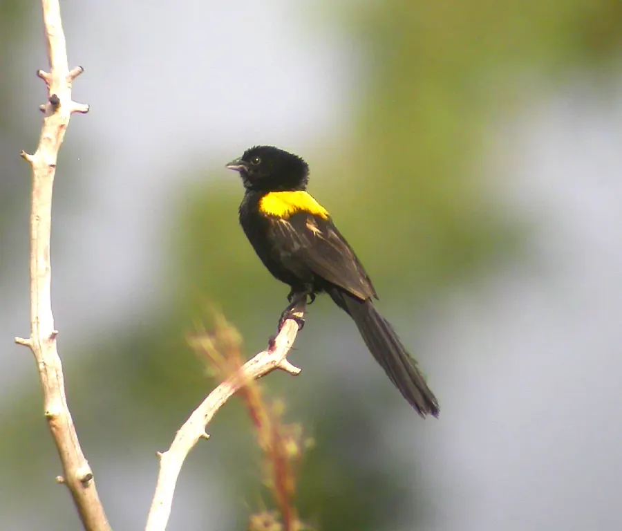 The Yellow-mantled widowbird card