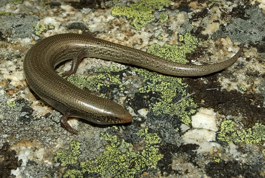 La carte Chalcides bedriagai