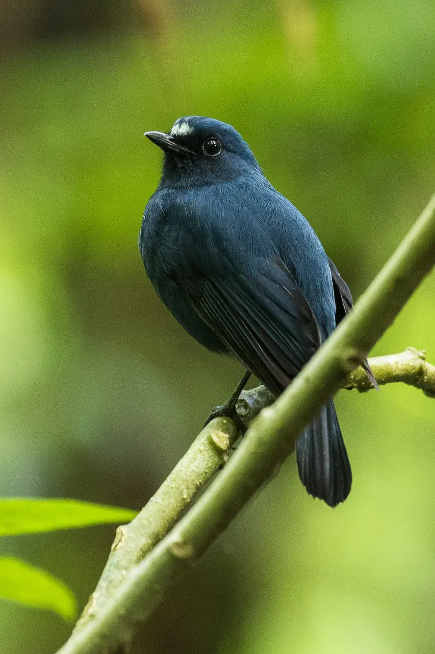 The Javan blue robin card