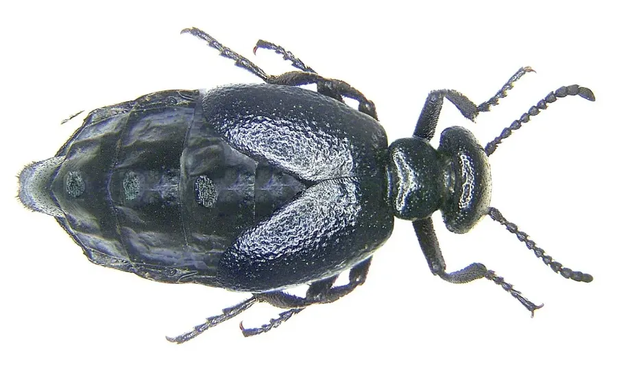 The Meloe brevicollis card