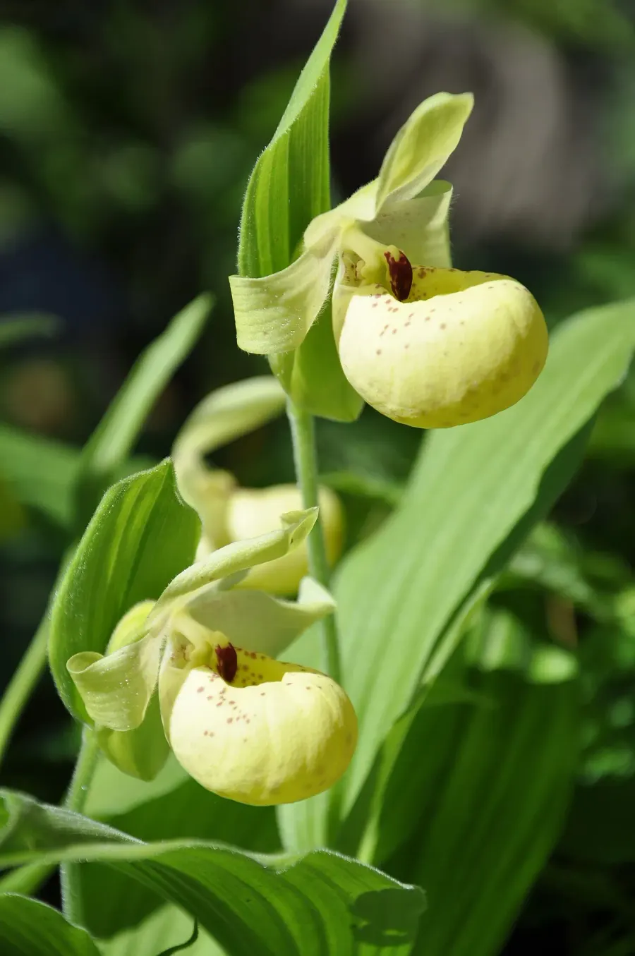 La carte Cypripedium flavum