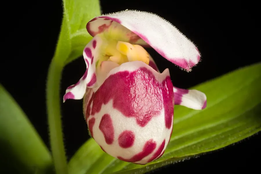 La carte Cypripedium guttatum