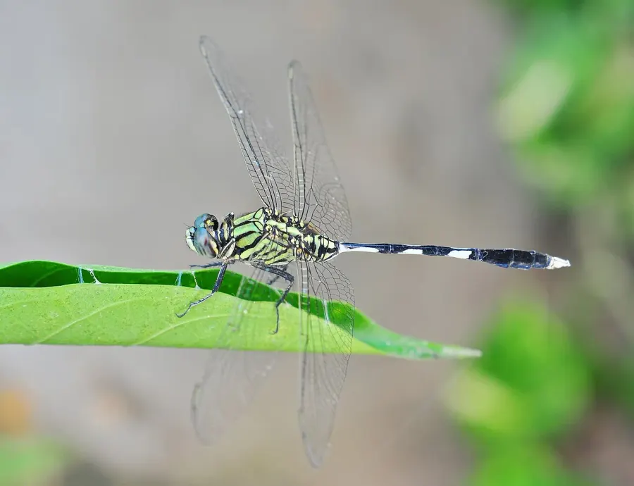 The Orthetrum sabina card
