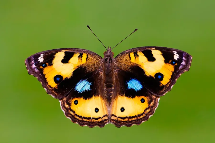 La carte Junonia hierta
