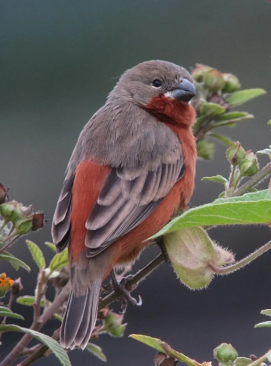 The Ruddy-breasted seedeater card