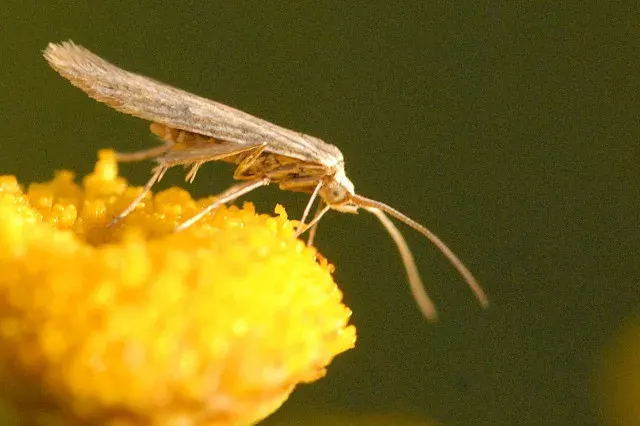La carte Coleophora