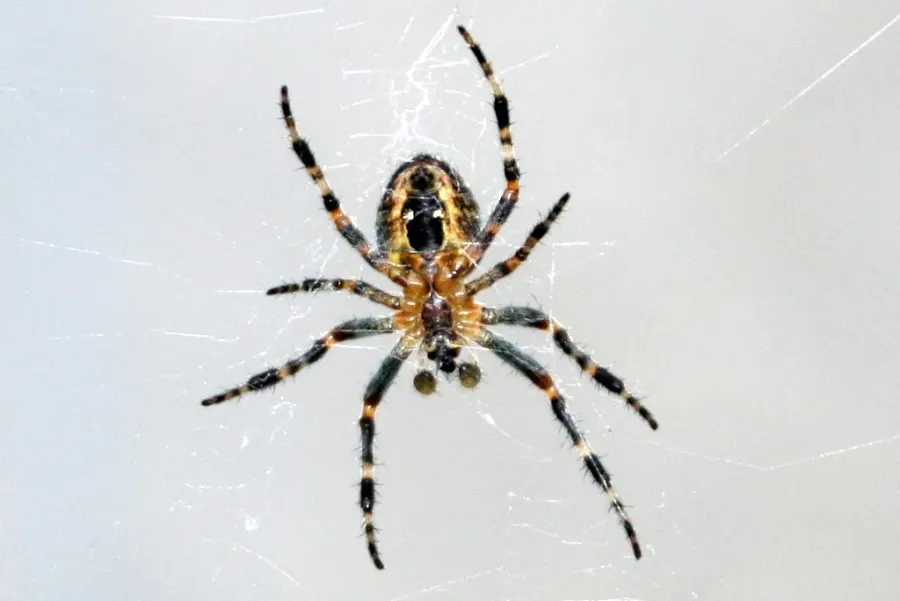 The Barn spider card