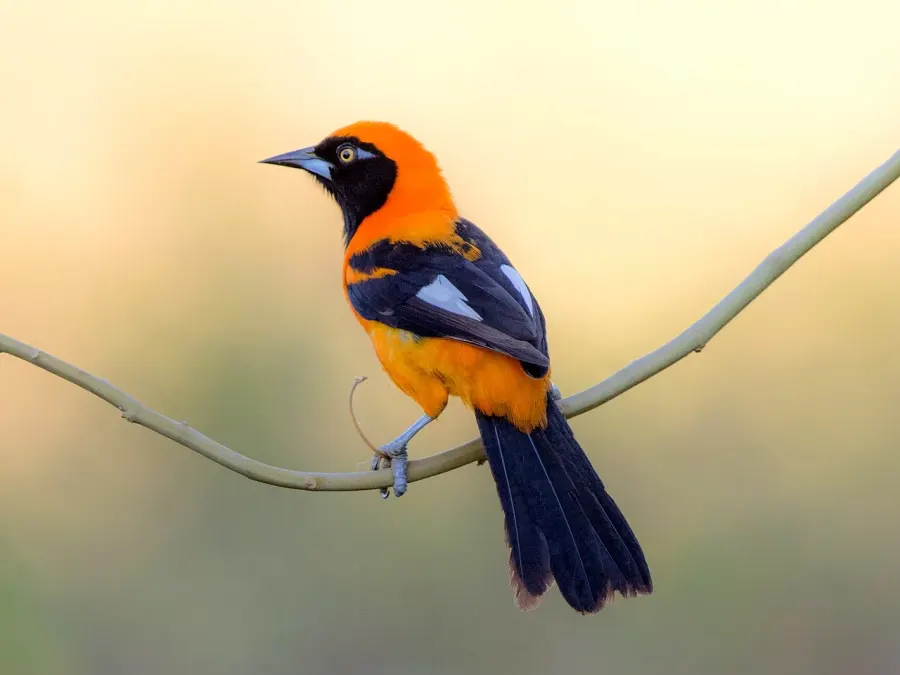 La carte Oriole à dos orange