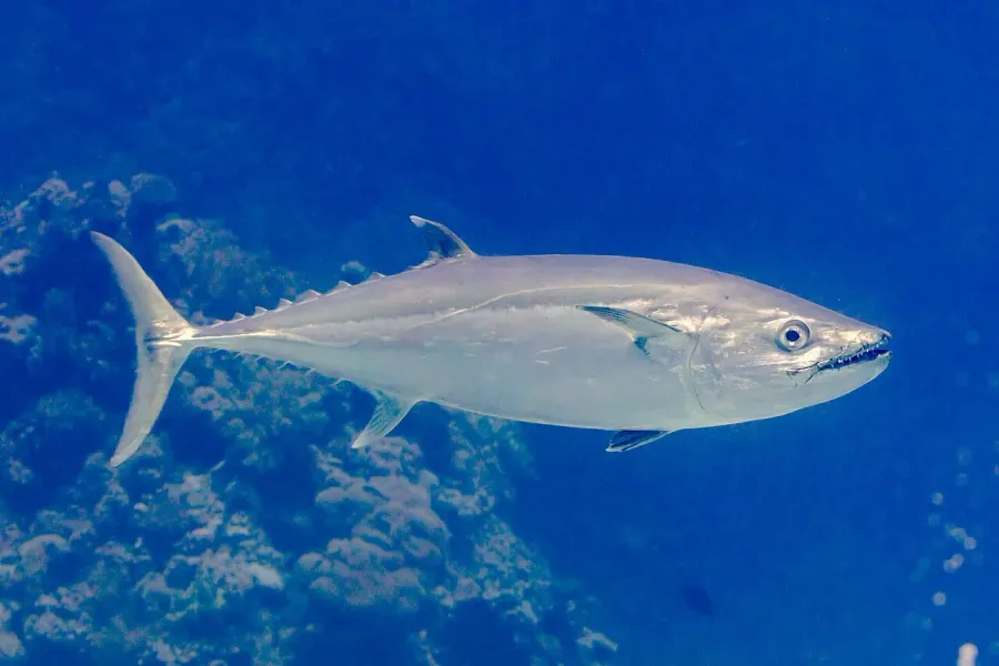 The Dogtooth tuna card