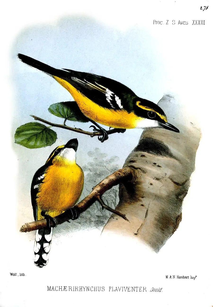 The Yellow-breasted boatbill card