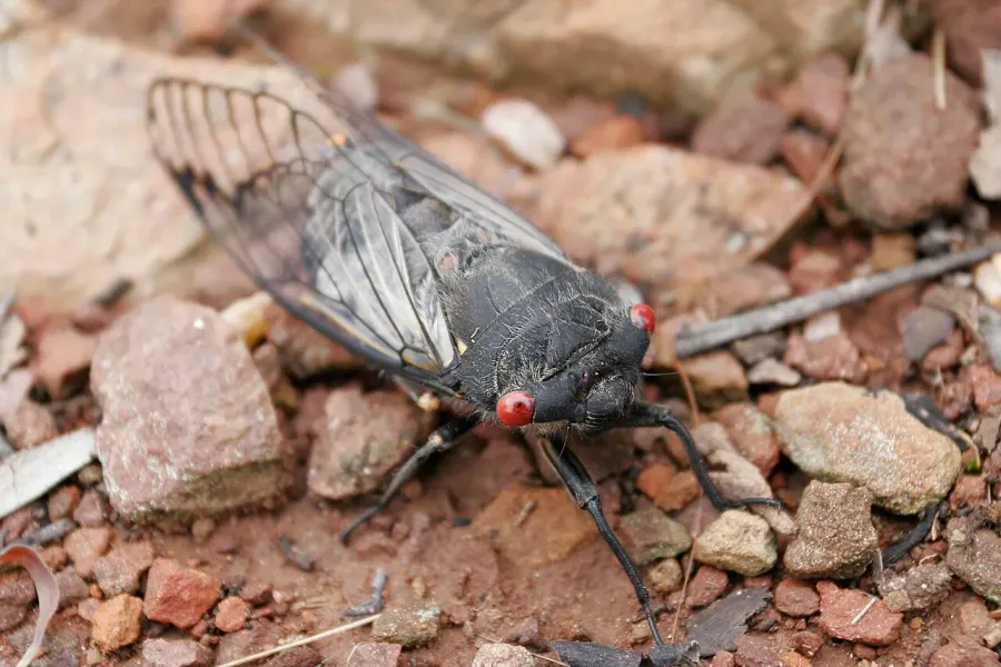 La carte Cicadidae