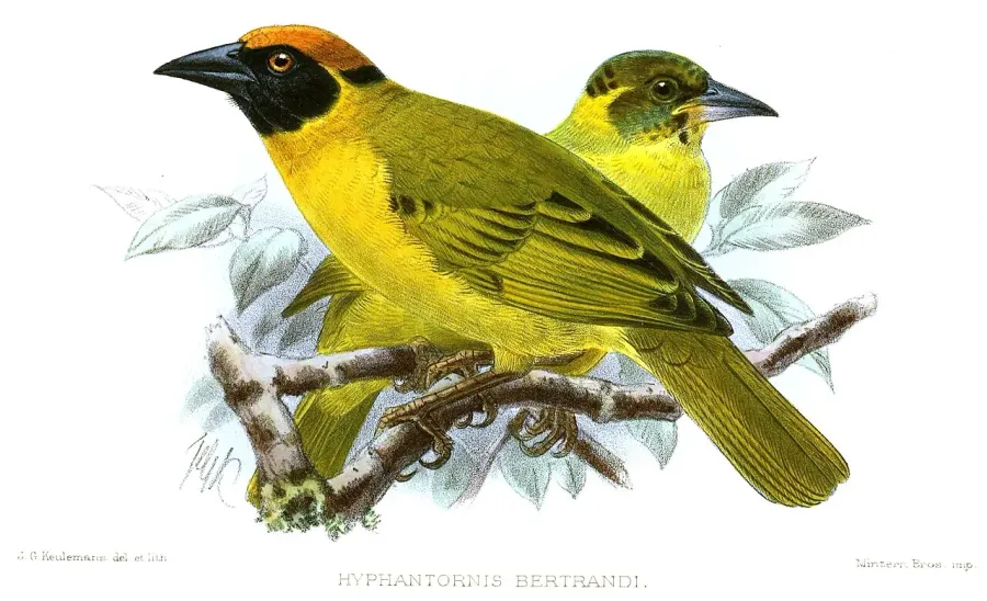 La carte Tisserin de Bertram