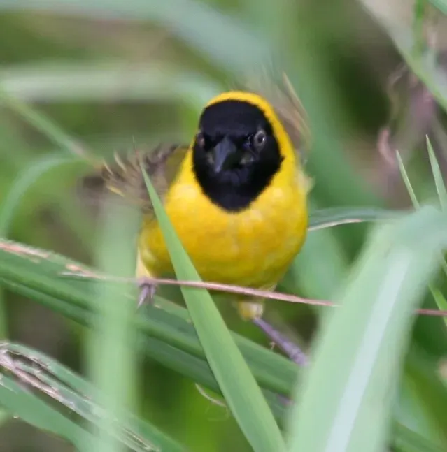 The Loango weaver card