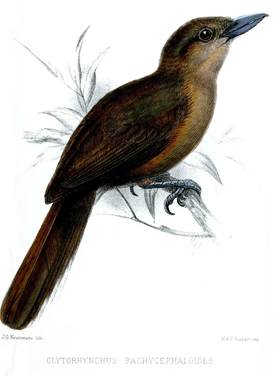 La carte Monarque brun
