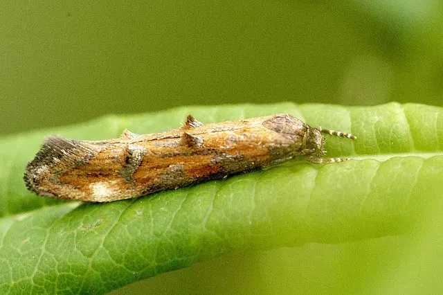 La carte Momphidae