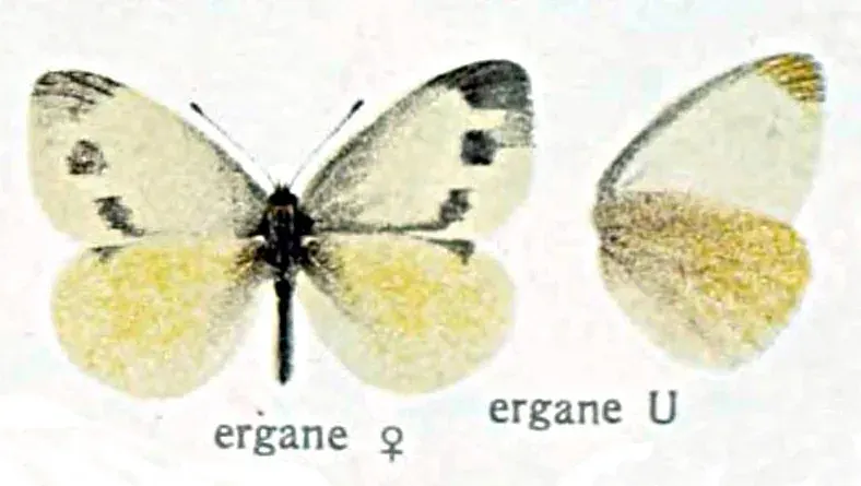 The Pieris ergane card