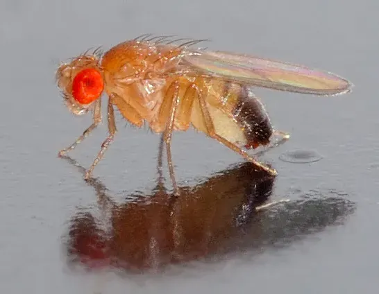 La carte Drosophila melanogaster